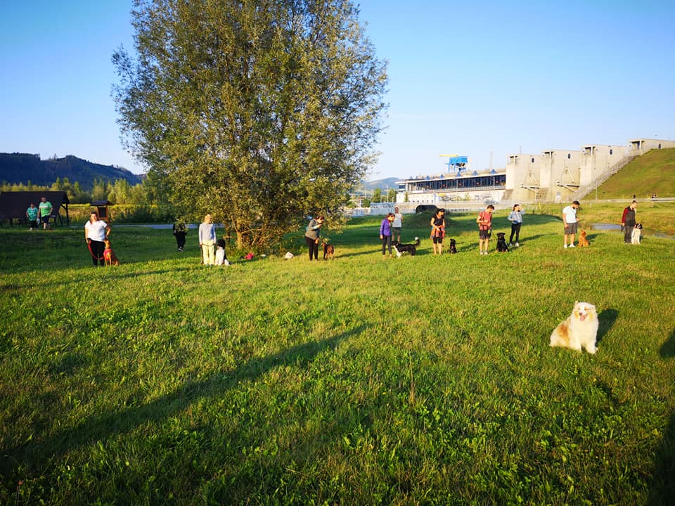 Skupinový tréning psov v Žiline