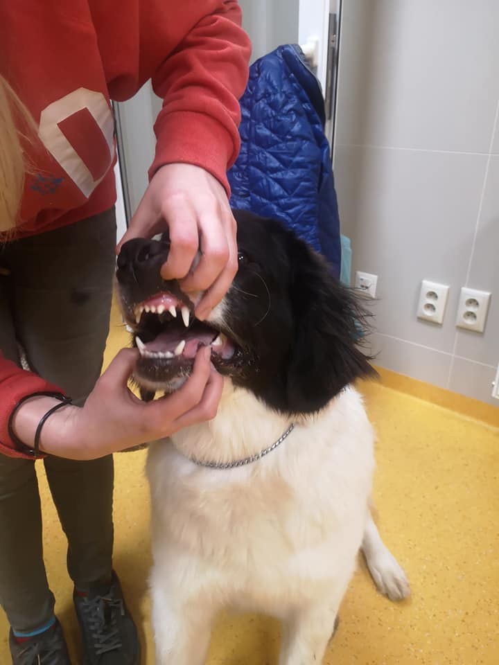 Kontrolovanie zubov psovi